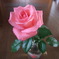 pinkのバラ