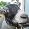 Hi! Cheese!! part I