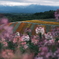富良野