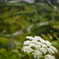 室堂の花