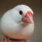 玉のような文鳥