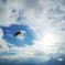 #fly