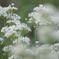 ニラの花