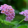 ランタナ　開花
