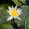 きれいなお花