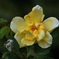 ９月の薔薇