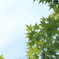 初夏の眩しさ