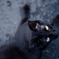 viltrox85mm F1.8
