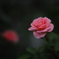 薔薇を一輪