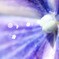 煌めく五月の紫陽花