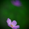 秋の花コスモス