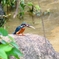P4320188：カワセミ（オス）_R
