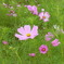 RIMG0017