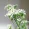 ニラの花
