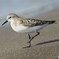 Red-necked Stint