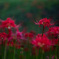 Crimson Lycoris