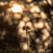 Silhouetted Lycoris