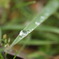 雨の贈り物