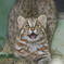 ツシマヤマネコ