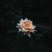 薔薇