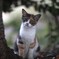 近所の子猫