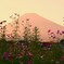 秋桜の背比べ