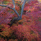 15年前の紅葉