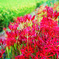 曼珠沙華
