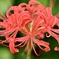 燃える花