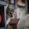 猫が夢見る場所