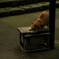 さくら猫の日常