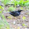 Siberian Thrush