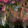 Hydrangeas in September