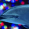 Dolphin Night