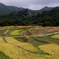 棚田の風景