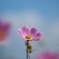 青空の秋桜