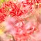 Daytime when cluster amaryllis blooms