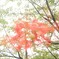 彼岸花④
