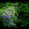 Wisteria Violet
