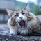 あくび