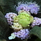 玉紫陽花