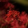曼珠沙華