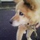 老犬です。
