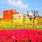 ツツジと菜の花と青空