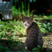 近所の猫1