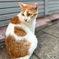 Finding Nagasaki Straycat