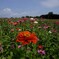 愛知牧場のお花達