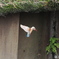 白いカワセミ　3