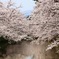 春