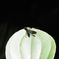 Euphaea basalis